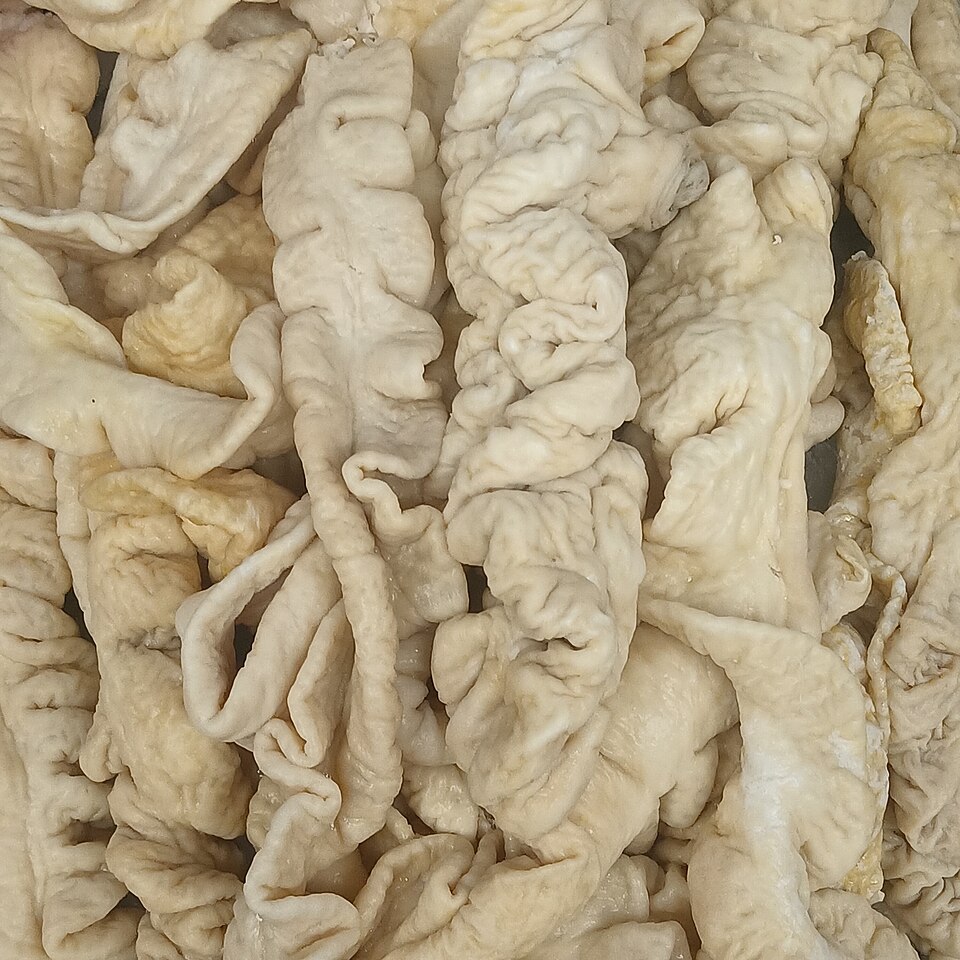 粉腸示意圖