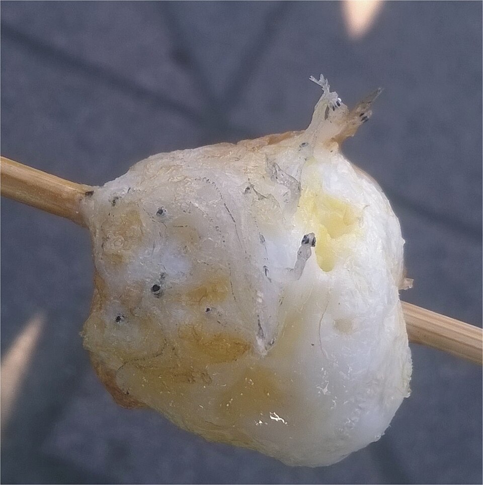 烤鳥蛋示意圖